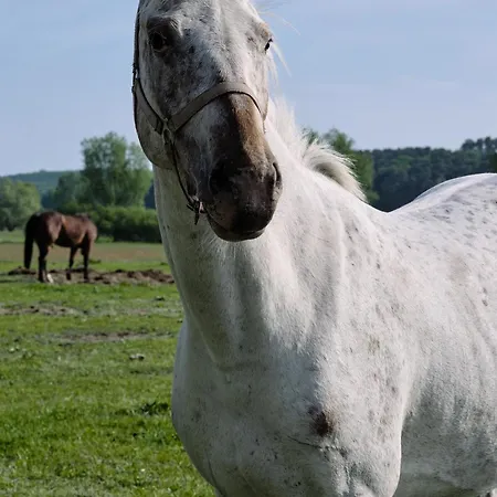 C4 Mit Terrasse & Nutzung Der Wellness- & Aktivbereiche Im 
